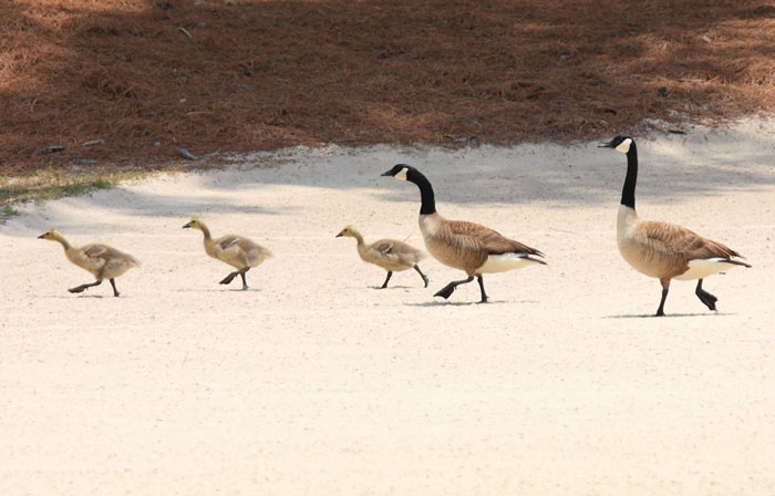 事例ー刑事司法による社会秩序の維持を軽視した税理士会の判断